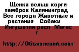 Щенки вельш корги пемброк Калининград - Все города Животные и растения » Собаки   . Ингушетия респ.,Магас г.